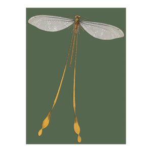 Bugs by Seguy #25