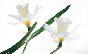 Where Light Rests - Oil on Canvas - White Flowers