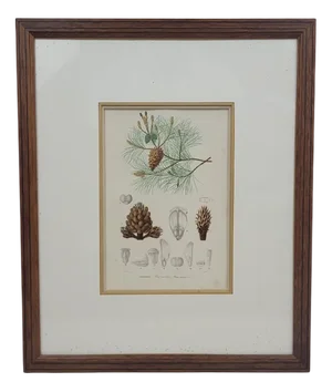 Fournier, Botanical Plate of Maritime Pine, 1800s, Engraving, Framed