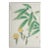 Vintage 1950's Japanese Woodblock Kawarazaki Shodoo Botanical Print For Sale