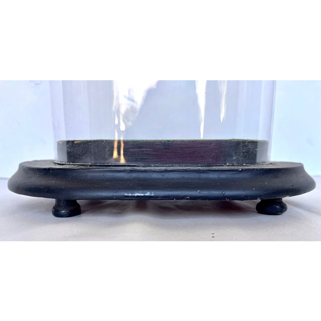 Glass Early 1900s French Hand Blown Glass Oval Cloche on Wood Footed Base For Sale - Image 7 of 10