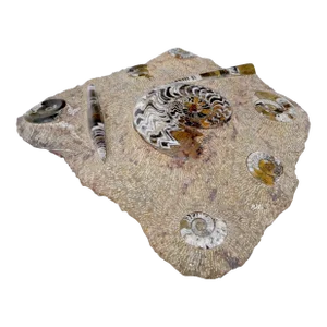 Large Fossil Cluster Authentic Ammonite Plaque Sculpture