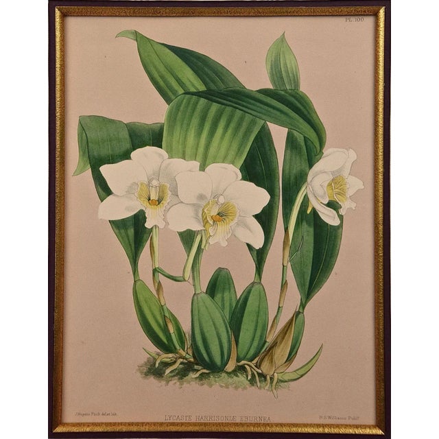 This beautiful, original hand-colored orchid lithograph entitled "Lycaste Harrisoniae Eburnea" Orchids by John Nugent...