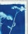 12 x 12 Original Cyanotype Heavy Cotton Paper Archival Quality Unframed Connecting with nature is an essential part of my...