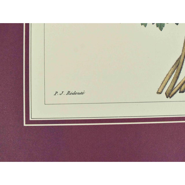 Mid 20th Century p.j. Redoute Botanical Art Prints - Set of 4 For Sale - Image 14 of 16