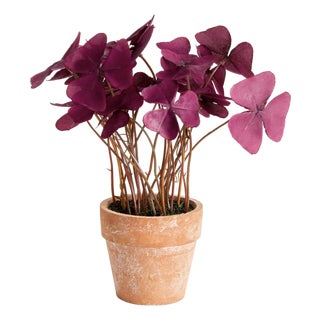 Mini Oxalis Potted Drop-In 7" St/4 For Sale