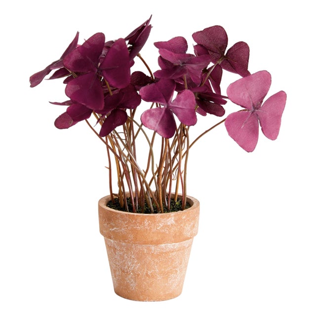 Mini Oxalis Potted Drop-In 7" St/4 For Sale