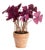 Mini Oxalis Potted Drop-In 7" St/4 For Sale