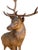 19th Century Swiss Black Forest Style Wood Carved Stag Deer Brienz For Sale - Image 10 of 11