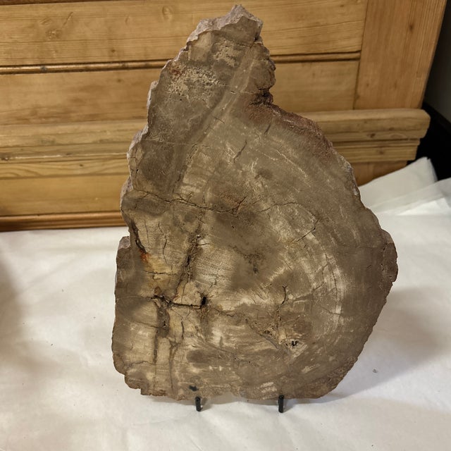 A wonderful slice of hand polished petrified wood with live edge will add an organic touch to just about any space in your...