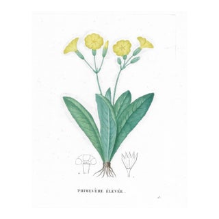 Antique Primevere Elevee French Botanical For Sale
