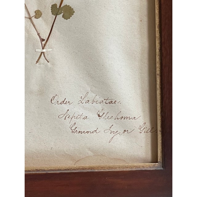 Late 19th Century Antique Swedish Herbarium - Labiatae, Circa Late 19th Century For Sale - Image 5 of 5