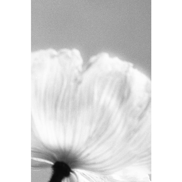 Early 21st Century Ugne Pouwell, Poppy No.3, 2023, Photography For Sale - Image 5 of 10