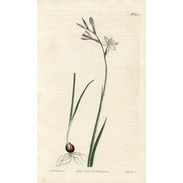 Original early-1800s hand-colored botanical print published in "Curtis's Botanical Magazine", the oldest and longest...