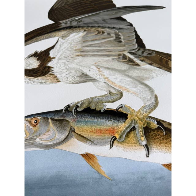 2020s After John James Audubon Fish Hawk (Osprey) Giclée Print, 20” X 30” For Sale - Image 5 of 6