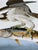 2020s After John James Audubon Fish Hawk (Osprey) Giclée Print, 20” X 30” For Sale - Image 5 of 6