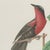 Descourtilz, Orioles and Tanagers on a Guava, Brazilian Bird Print, 1944, Paper For Sale - Image 3 of 12