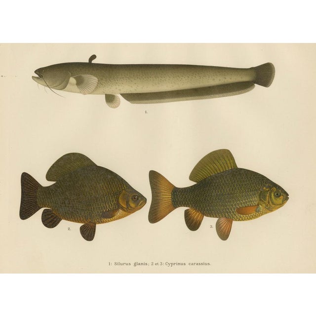 Paper Scandinavian Freshwater Fish, 1895, Paper For Sale - Image 7 of 10