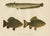 Paper Scandinavian Freshwater Fish, 1895, Paper For Sale - Image 7 of 10