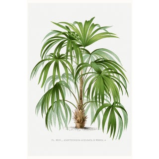 Vintage Palm Tree Illustration, Botanical Art Print Reproduction, 32" X 48" For Sale