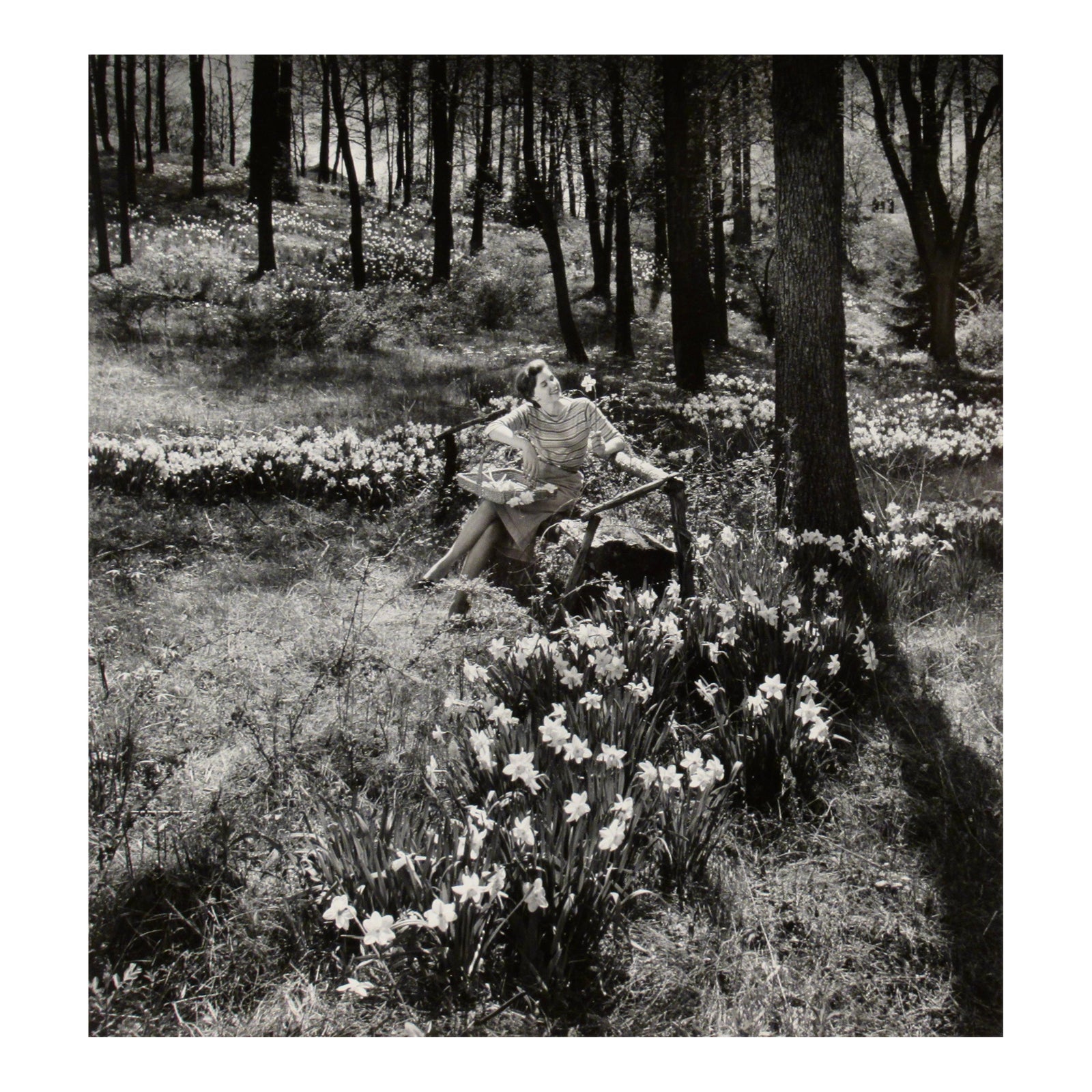 Richard Stacks Daffodile C. 1960 Photography | Chairish