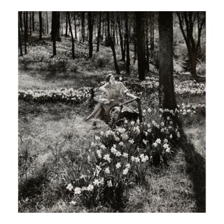 Richard Stacks Daffodile C. 1960 Photography For Sale