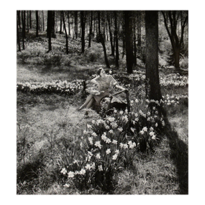 Richard Stacks Daffodile C. 1960 Photography