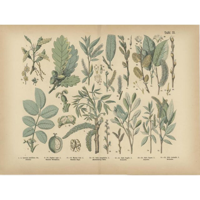 Paper Antique Botanical Charts of German Flora & Orchids Atlas, Stuttgart, 1885, Set of 6 For Sale - Image 7 of 9