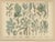 Paper Antique Botanical Charts of German Flora & Orchids Atlas, Stuttgart, 1885, Set of 6 For Sale - Image 7 of 9