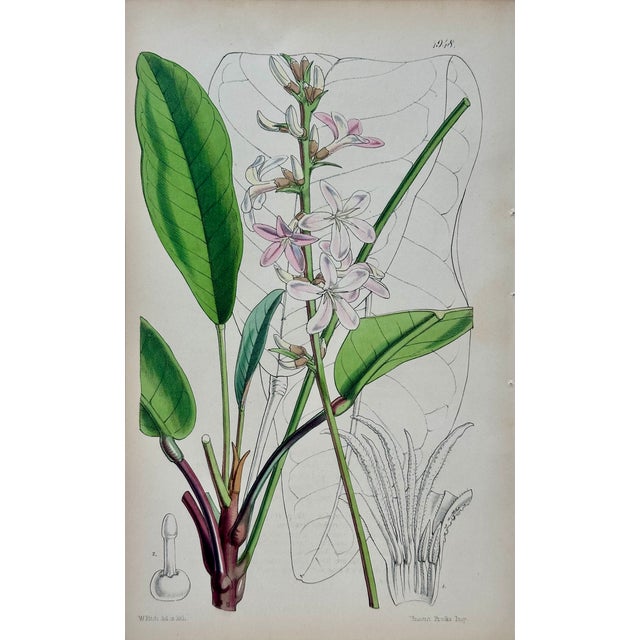 William Curtis Orchid, Geranium, Weigela & Galipea: Original Botanical Engravings by William Curtis, 1856 (Set of 4) For Sale - Image 4 of 9