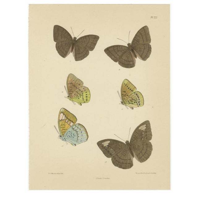 Frederic C. Moore, Victorian Butterfly Lithograph, 1878, Paper, Set of 2 For Sale - Image 3 of 4