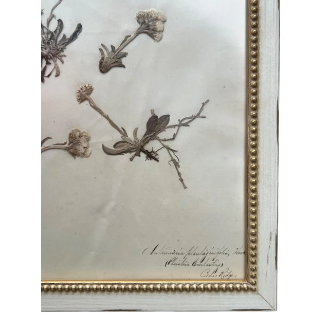 1895 Herbarium Botanical Specimens, Set of 18 For Sale - Image 10 of 11