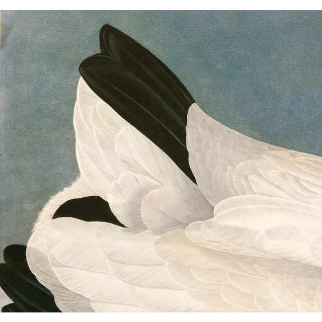 John James Audubon Wood Ibis After Audubon With Blue Sky Giclee Print From CFA Editions For Sale - Image 4 of 5
