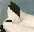 John James Audubon Wood Ibis After Audubon With Blue Sky Giclee Print From CFA Editions For Sale - Image 4 of 5