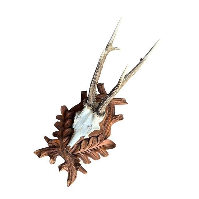 Roe deer toprhy on wood plaque. Plaque carved with oak leaves and acorns.