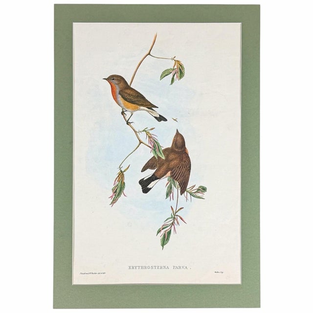 English 1940 Red-Breasted Flycatcher Bird Lithograph After John Gould | Matted & Framed For Sale - Image 3 of 4