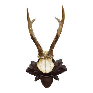 Black Forest Antique Roe Deer Trophy on Carved Plaque, Germany 1940s For Sale