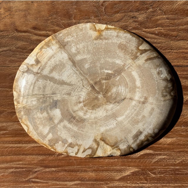 Small Oval Beige Petrified Wood Trinket Dish or Tray with Speckled Rings For Sale - Image 16 of 18