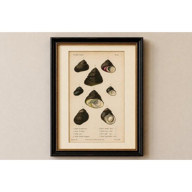 Paper J.B. Baillière et Fils, Turbo Sea Shells Natural History, 1832, Engraving For Sale - Image 7 of 9