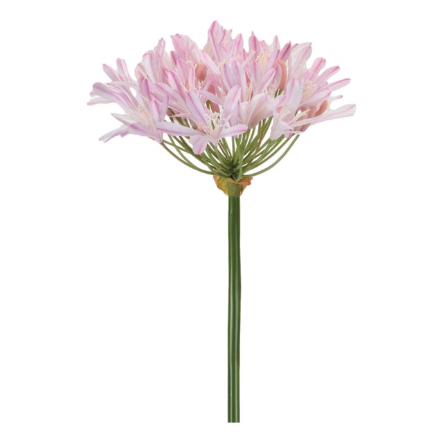 Agapanthus Flower Stem (Set of 2) For Sale