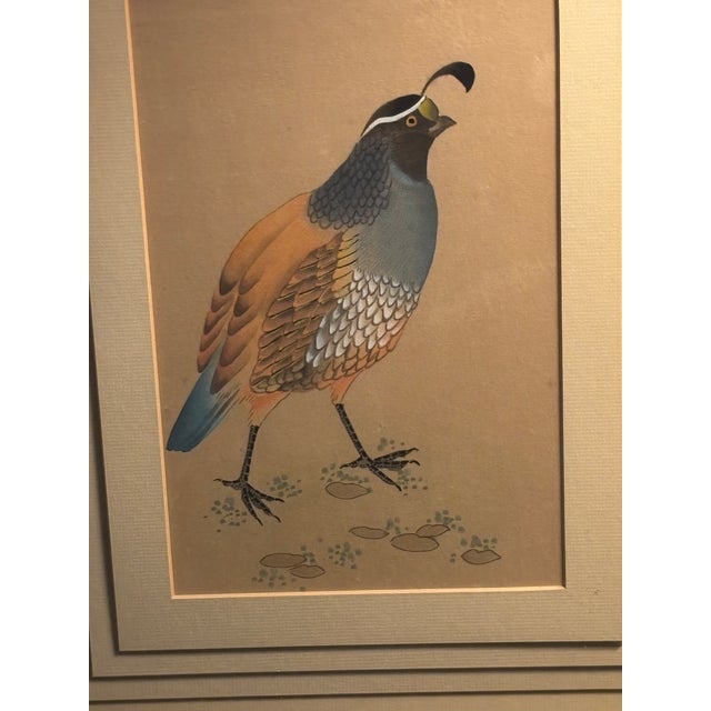Cornflower Blue Original Vintage California Field Quail … 5 Mat Framed Drawing Under Glass For Sale - Image 8 of 12