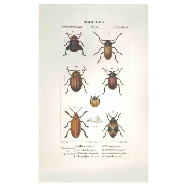Pierre Jean François Turpin, Coleoptera, Etching, 1831 For Sale