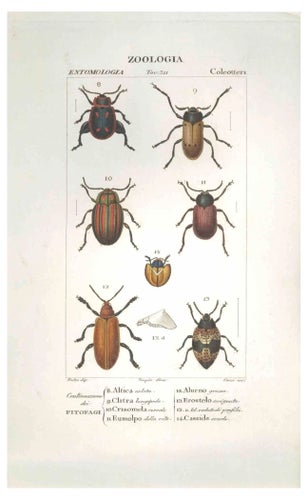 Pierre Jean François Turpin, Coleoptera, Etching, 1831