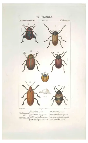 Pierre Jean François Turpin, Coleoptera, Etching, 1831