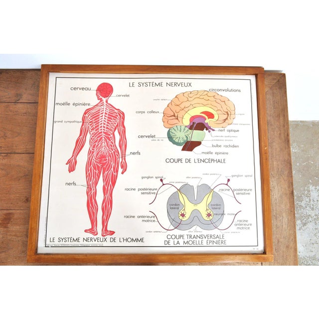 Vintage Double Sided School Posters in Frame of the Human Body, 1950s For Sale - Image 9 of 18