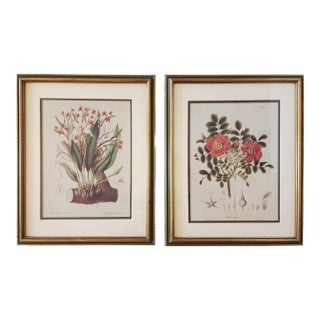 Vintage Botanical Prints-a Pair For Sale