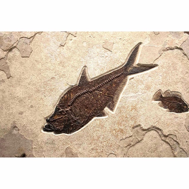 Contemporary Giant Fossil Fish Mural For Sale - Image 3 of 5