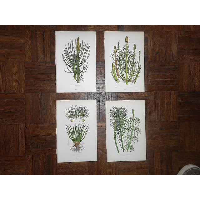 Antique 19th Century Botanical Lithographs-Ferns - Set of 4 For Sale In Cincinnati - Image 6 of 7