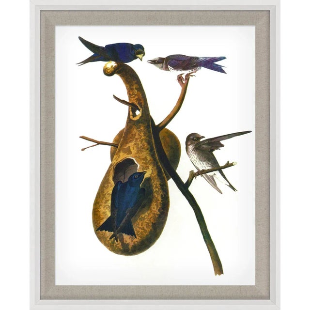 Contemporary Audubon 1, Framed Artwork For Sale - Image 3 of 3