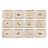 19th Century English Bird Engravings by Alexander Francis Lydon, Set 12 For Sale